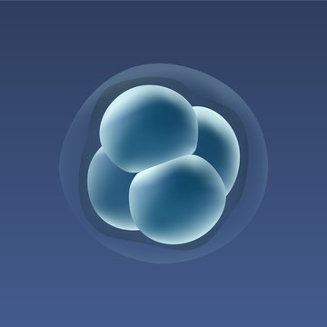 In vitro fertilization IVF . Embrio development. 4-stage cell. Illustration for web or typography magazine, brochure, flyer, poster .