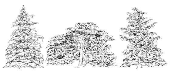 Trees, Oak, birch, fir, pine. Sketch collection