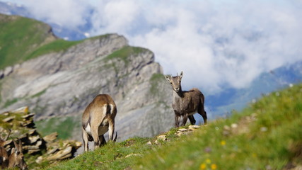 La liberté des bouquetins des alpes