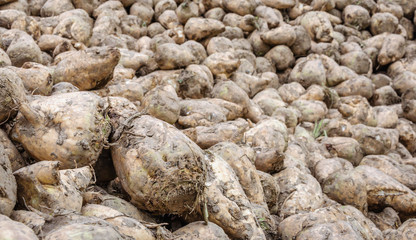 Newly harvested sugar beets in a heap from close