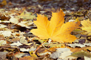 Naklejka na ściany i meble Yellowed maple leaf on the forest path
