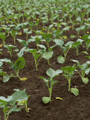 苗を植えたブロッコリー畑