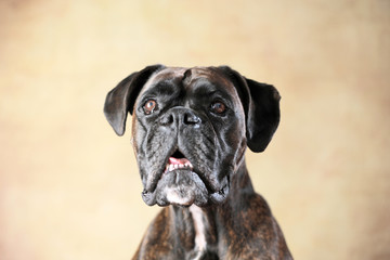 Deutscher Boxer im Studio