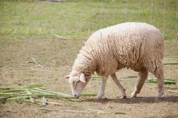 Fototapeta premium face of merino sheep in ranch farm use for farm animals and live