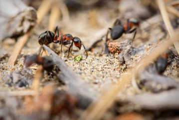 ant anthill closeup work red