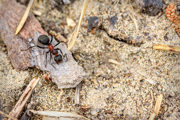 ant anthill closeup work red