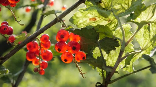 Red Ribes rubrum berries on the plant close-up 4K 2160p 30fps UltraHD footage - The redcurrant deciduous shrub fruit natural shallow DOF 3840X2160 UHD video 