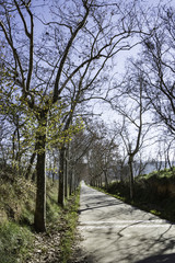 Carretera arbolada