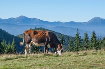 Fototapeta na wymiar Cow is grazing in the mountains