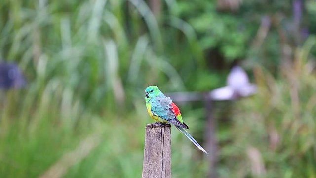 Red-Rumped Parrot On A Wooden Post
