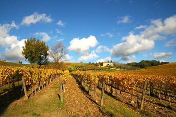Fototapeta na wymiar beautiful colored vineyards in Tuscany, Chianti, Italy. Autumn Season.