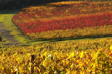 Spectacular Colored Vineyard in Autumn in Chianti, Tuscany, Italy