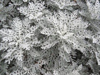 A group of white Cineraria