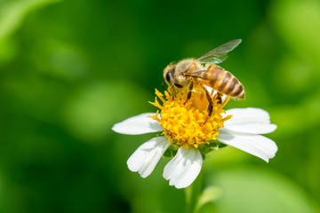Bee working on yellow and white flower

