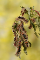 Caterpillar illustration. Closeup a lot of caterpillars chews the leaves of the plant.  For background, image, banner.