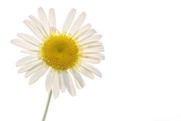 daisy flower white closeup