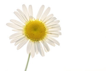 Fototapeta premium daisy flower white closeup
