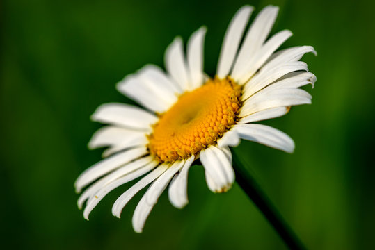 daisy flower white closeup meadow