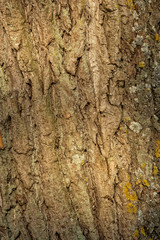 Close-up of a bark of old poplar tree