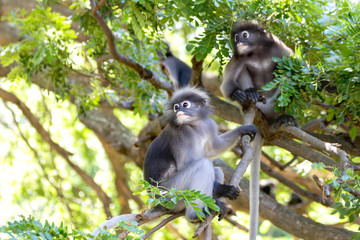 Dusky leaf monkey climbing a tree