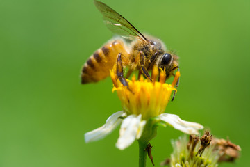 Bee collecting nectar on white and yellow Bidens pilosa flower
