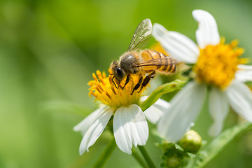 Bee collecting pollen on white and yellow Bidens pilosa flower
