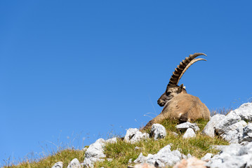 Steinbock liegend