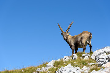 Steinbock neugierig