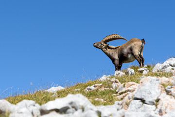 Steinbock kratzt sich