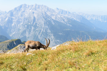 Steinbock vor dem Watzmann fressend