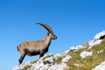 Steinbock alleine auf dem Schneibstein