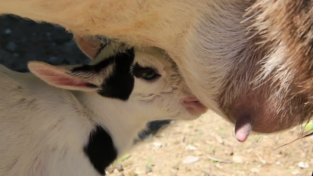 Piccola capra nana tibetanabeve il latte dalla madre