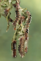 Caterpillar illustration. Closeup a lot of caterpillars chews the leaves of the plant.  For background, image, banner. Vertical composition.