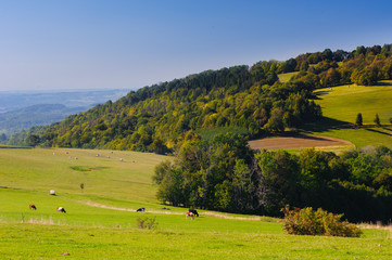 Krajobraz wiejski z krowami - obrazy, fototapety, plakaty