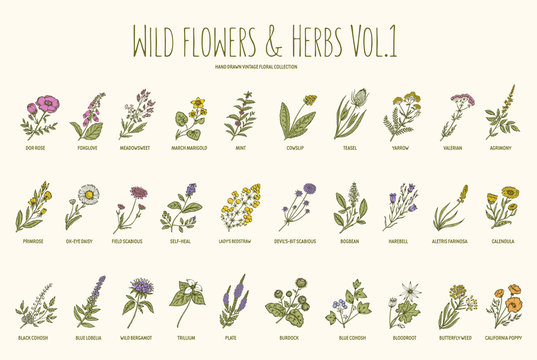 Wild flowers and herbs hand drawn set. Volume 1. Vintage vector illustration.