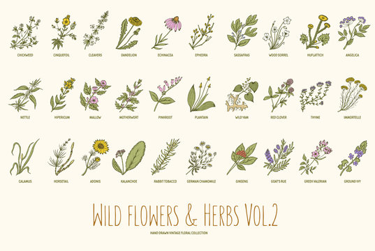 Wild flowers and herbs hand drawn set. Volume 2. Vintage vector illustration.