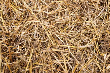 Baled hay closeup view