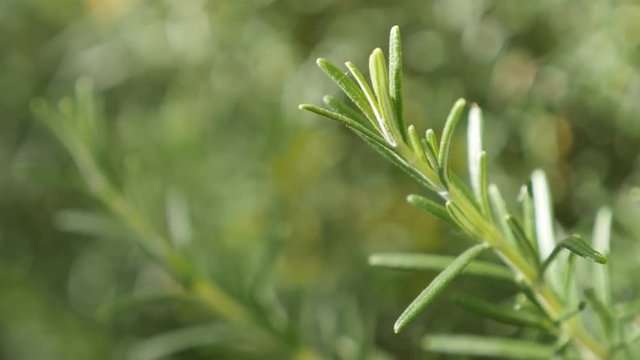 Rosemary wood perennial green herb in the garden shallow DOF 4K 2160p 30fps UltraHD footage - Rosmarinus officinalis needles of tasty spice close-up 3840X2160 UHD video 