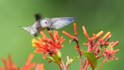 Hummingbird feeding