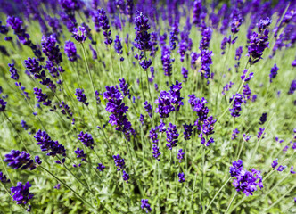 Fototapeta premium Lavendel
