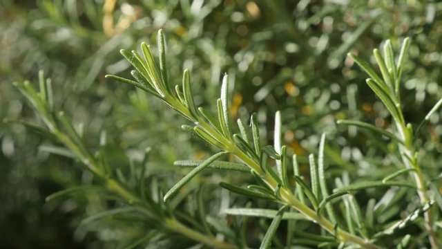 Perenial rosemary green herb in the garden shallow DOF 4K 2160p 30fps UltraHD footage - Rosmarinus officinalis needles of tasty spice close-up 3840X2160 UHD video 