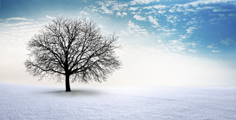 Kahler Baum im Schnee