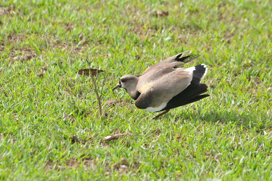 TERO (Vanellus chilensis)