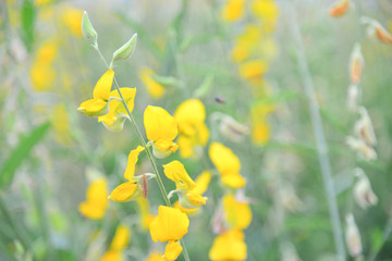 Obraz premium Crotalaria garden