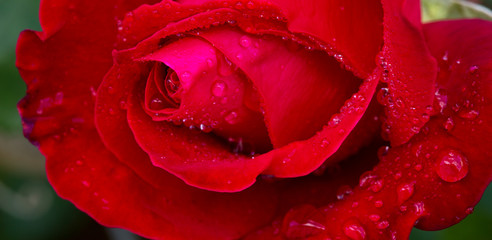Beautiful red rose closeup.