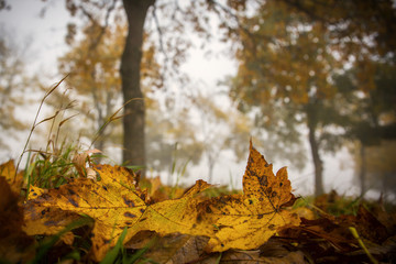 Herbstlich