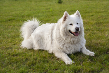 Samojed na trawie