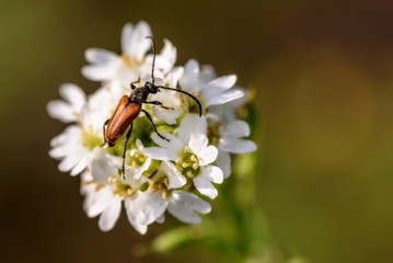 beetle flowers closeup background