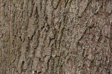 Wooden bark texture