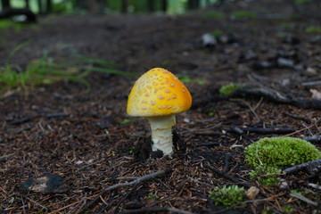 Amanita muscaria var. formosa